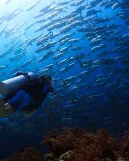 Alta socios/as la Tribu de BRAVE Divers